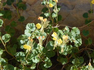 26-Death Valley 3-24-2016 12-23-00 PM